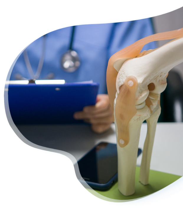 knee joint model